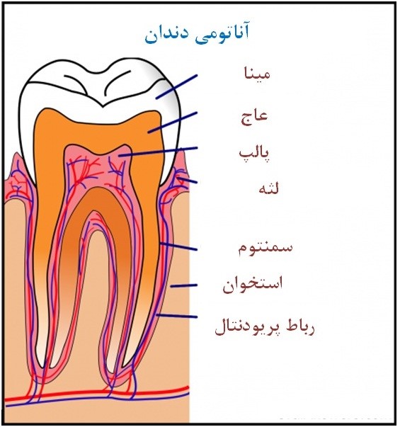 آشنایی با ساختار دندان