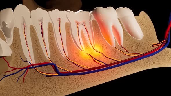 خونرسانی و تخلیه وریدی دندان های فک پایین