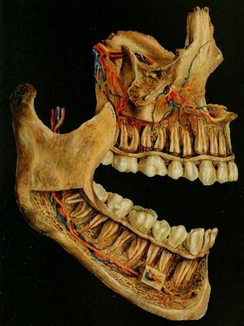 حفظ سلامت سیستم گردش خون به دندان ها